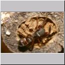 Synageles venator - Springspinne 05 4mm.jpg